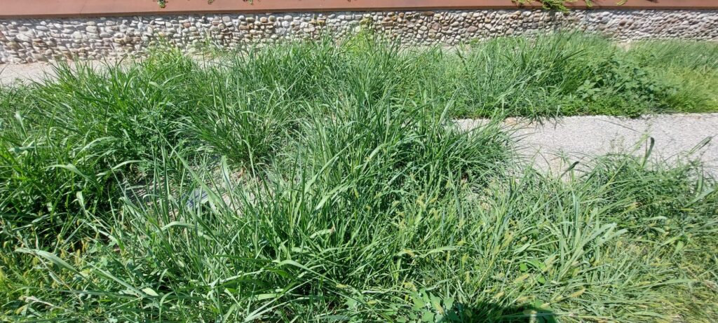 la strada di collegamento tra il parcheggio riversato ai disabili e l'accesso pedonale invasa dall'erba alta